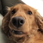 Arthur Gregg 🐶 - @arthur_cocker_spaniel - Instagram