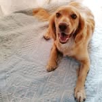 Arthur Le Brun - @arthur.cocker.spaniel - Instagram