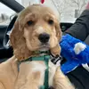 Arthur_Le_Cocker - @arthur_l.aventurier - TikTok