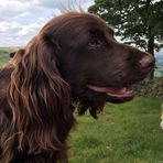 Arthur Preston - Pikehow Working Cocker Spaniel - Facebook