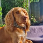 Arthur - @princearthurofthecockerspaniel - Instagram