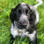 Arthur the Cocker Spaniel - @our_little_arthur - Instagram
