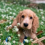 Arthur the Cocker Spaniel - @arthur_redcocker - Instagram