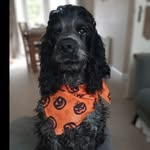 Arthur the Cocker Spaniel - @arthur_the_show_cocker_spaniel - Instagram