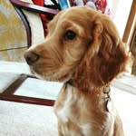 Arthur the cocker spaniel - @kingarthurthecocker - Instagram