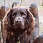Arthur the cocker spaniel - @stinky_arthur - Instagram