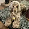 Arthur the cocker spaniel - @arthur_the_cockerspan - TikTok
