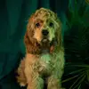 Arthur_the_cockerspaniel - @arthur_the_cockerspaniel - TikTok