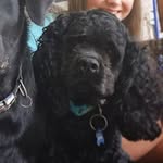 Arthur The Cockerspaniel - @arthur.the.cockerpaniel - Instagram