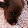 🎄arthur♡_thecockerspanial🎄 - @thepuppy0088 - TikTok