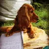 ArthurTheSpaniel - @arthurthecockerspaniel - TikTok