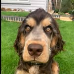King Arthur - @king_arthur_cocker_spaniel - Instagram