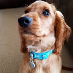 👑🐾💙King Arthur the Cocker💙🐾👑 - @cockerspanielarthur - Instagram