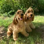 Pogi and Arthur the cocker Family 🐶 - @pogi_and_arthur - Instagram