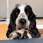 Sir Arthur - The English Cocker Spaniel in Switzerland - @swisssirarthur - Instagram