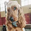 thecockerarthur - @thecockerarthur - TikTok