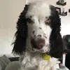 user9960677765952 - @arthur_the_cocker - TikTok