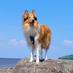 Arthur 🐾 - @arthur.le.colley - Instagram