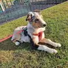 Arthur 💘 - @arthurwelshcollie - TikTok