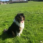 Arthur & Friends - @arthur_collie - Instagram