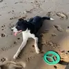 𝐚𝐫𝐭𝐡𝐮𝐫 - @arthur.the.bordercollie - TikTok