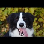 ⭐️Arthur⭐️ - @arthur.the.collie - Instagram