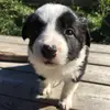 Arthur - @arthurthebordercollie - TikTok