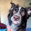 Arthur Border Collie - @arthur_bordercollie - TikTok