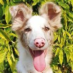 Arthur Collie, o Grande - @arthur_collie_o_grande - Instagram