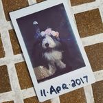 Arthur the Bearded Collie - @thatbeardiearthur - Instagram