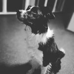 Arthur the Border Collie - @arthurborder - Instagram