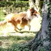 Arthurcollie - @arthur.e.collie - TikTok