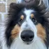 ArthurTheCollie - @arthurthecollie - TikTok