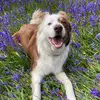 Emma - @arthur_the_collie - TikTok