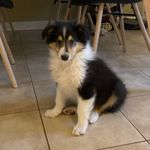King Arthur_Collie - @arthur_colliedk - Instagram