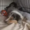 Welsh collie arthur 🐶💗 - @arthur.welshcollie - TikTok