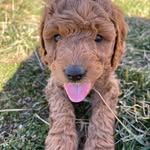 Franklin Arthur Cotton Talamo - @adoodnamedfranklin - Instagram