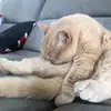 Yarienici - @arthursdee - TikTok