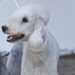 Arthur Blue Diamond from Swiss - @bedlington_arthur - Instagram