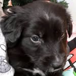 Arthur Dillon - @arthurthedog226 - Instagram