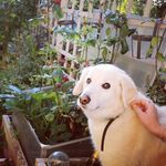 Arthur Noel Dutton - @arthur_the_rescue_dog - Instagram