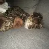 Alvin Arthur England - @alvin_the_dogo - TikTok