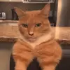 PemburuMewing🤫 - @arthur_mewing - TikTok