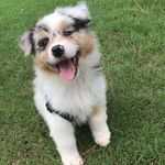 Arthur Fink - @arthur_australian_shepherd_ - Instagram