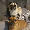 JugandPug - @frank_arthur - TikTok