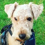 Arthur George - @arthur_george_lakelandterrier - Instagram