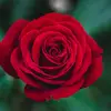 Arthur Gervais - @arthur.gervais - TikTok