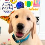@adventuresof.arthur.harding - Instagram