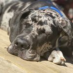 Arthur "Hawk" - @artthedane - Instagram