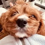 @arthurhawksbythe_cavapoo - Instagram